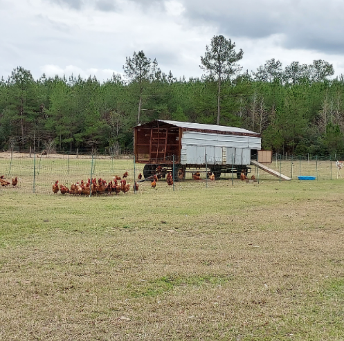 Local and Houston Delivery Only - Pasture Raised Chicken Eggs - 10 Dozen Bundle